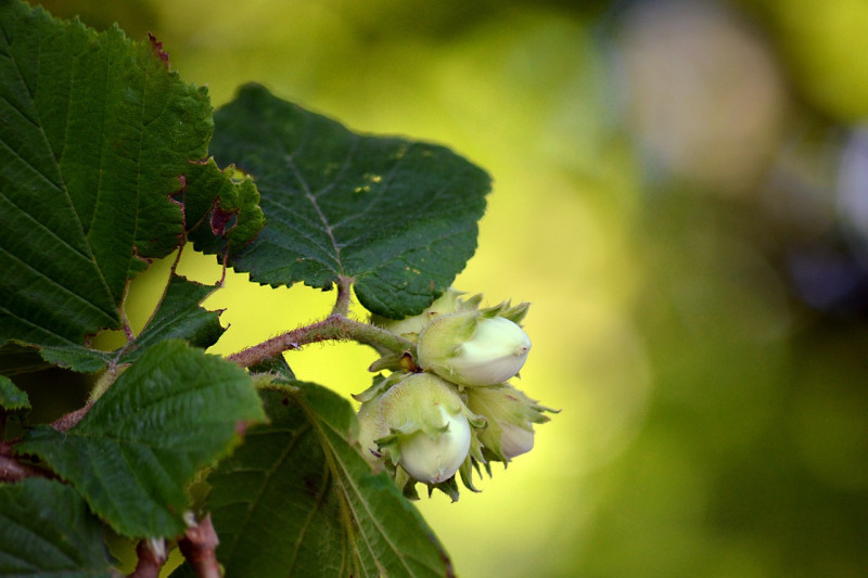 common-hazel-Corylus avellana - boom / struik voor zowel dag als nachtvlinders 